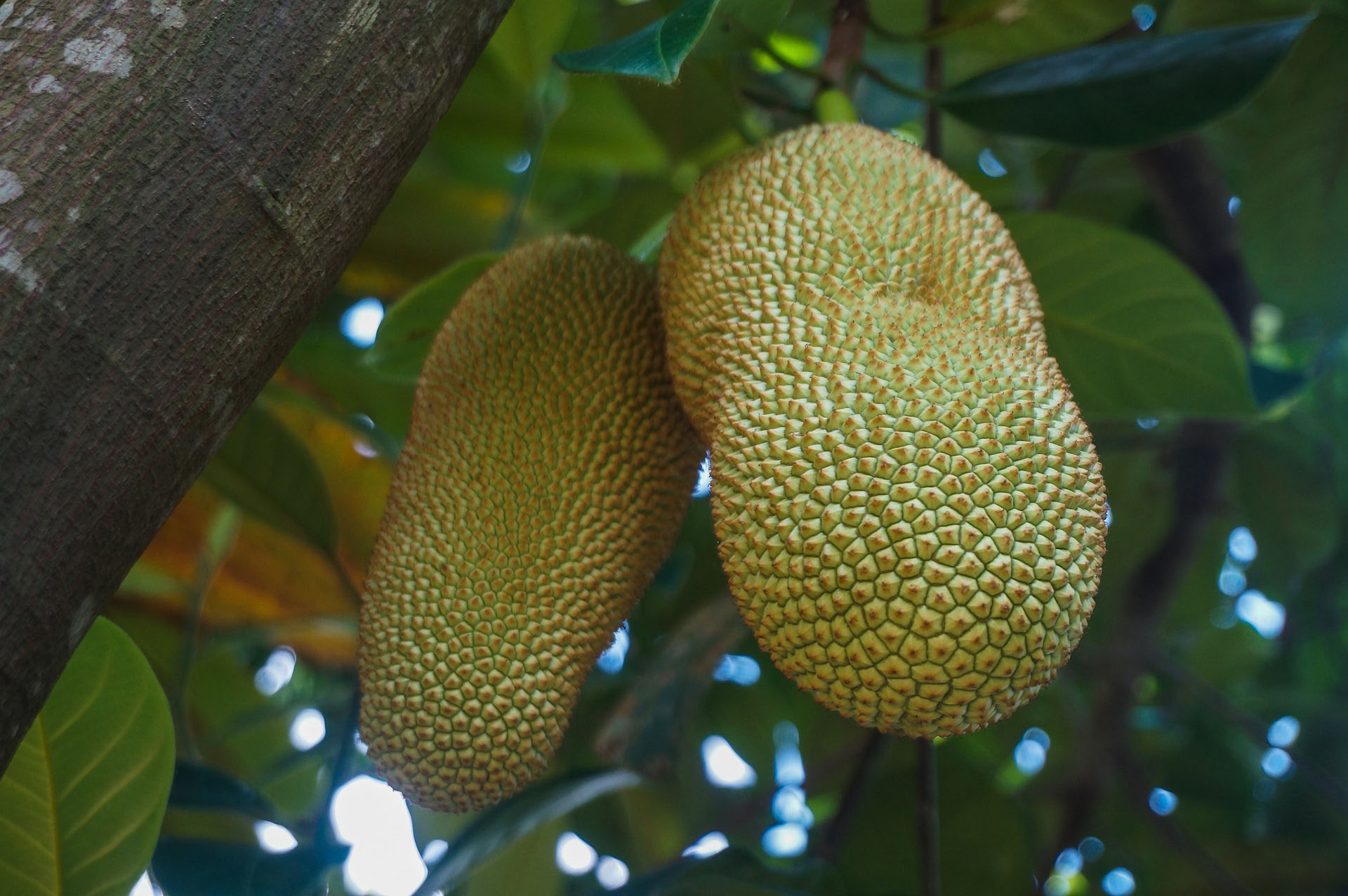 Cempedak : un fruit rare et intrigant  - Malaisie